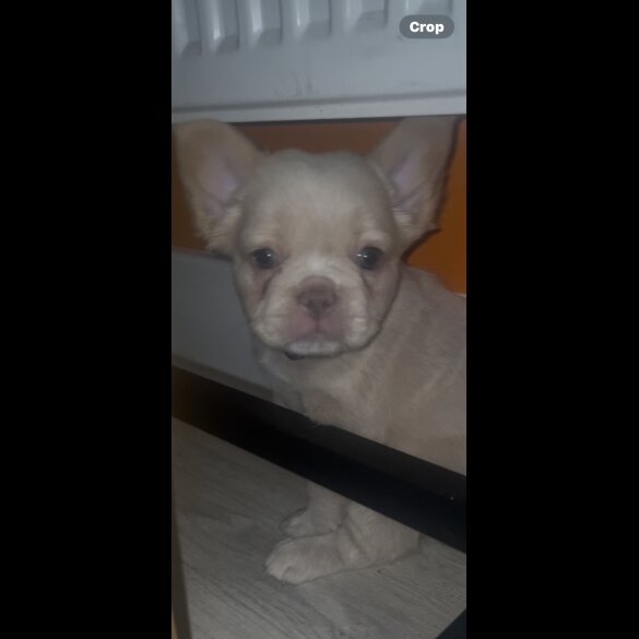 French Bulldog - Both