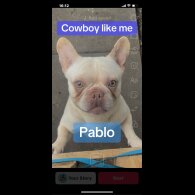French Bulldog - Both