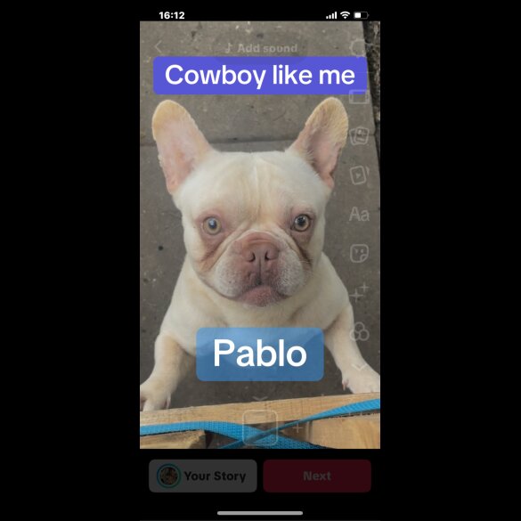 French Bulldog - Both