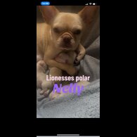 French Bulldog - Both