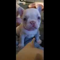 French Bulldog - Both