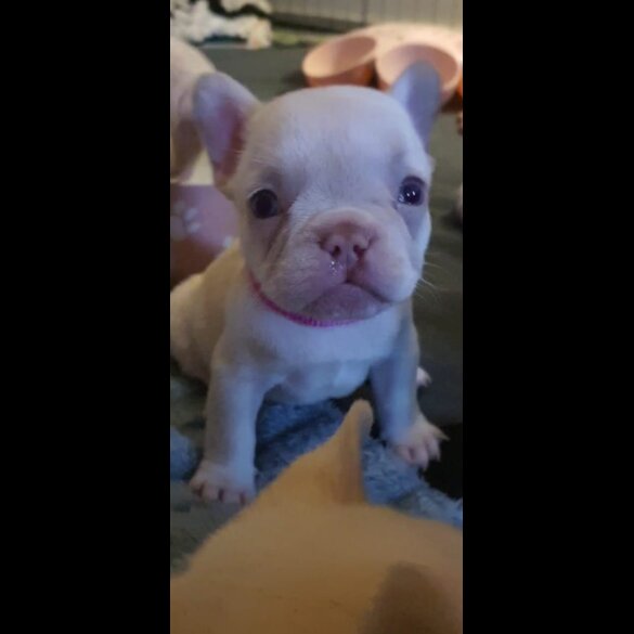 French Bulldog - Both