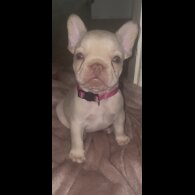 French Bulldog - Both