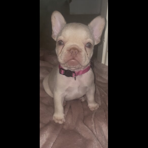 French Bulldog - Both