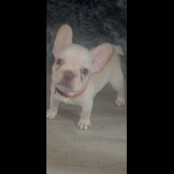 French Bulldog - Both