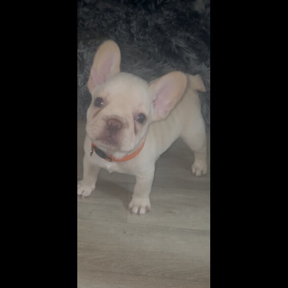 French Bulldog - Both