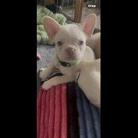 French Bulldog - Both