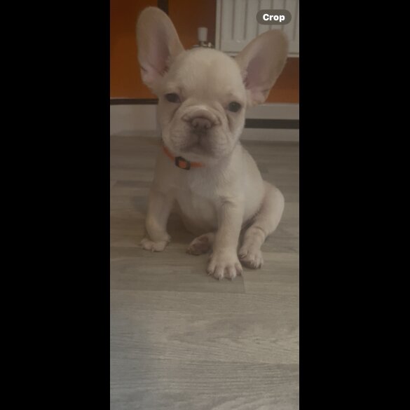 French Bulldog - Both