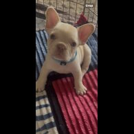 French Bulldog - Both