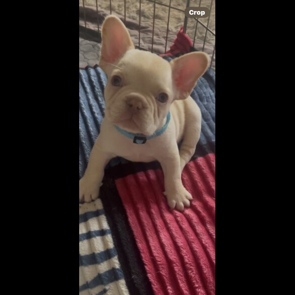 French Bulldog - Both