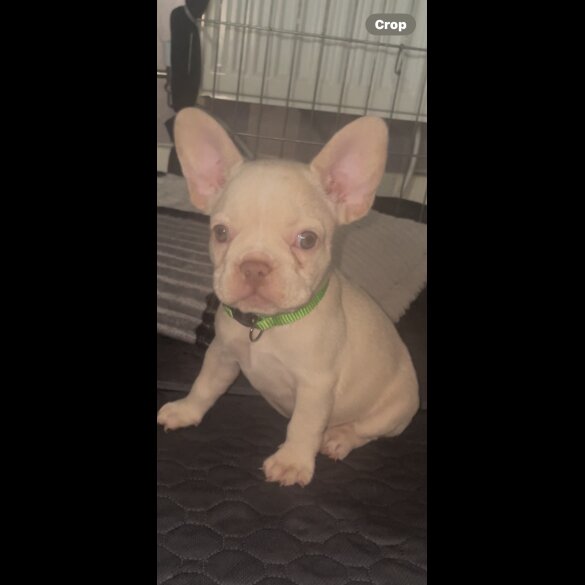 French Bulldog - Both