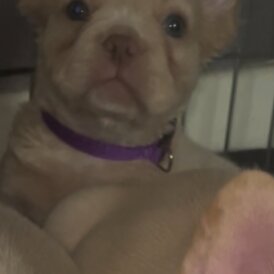 French Bulldog - Both