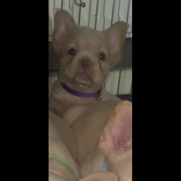 French Bulldog - Both