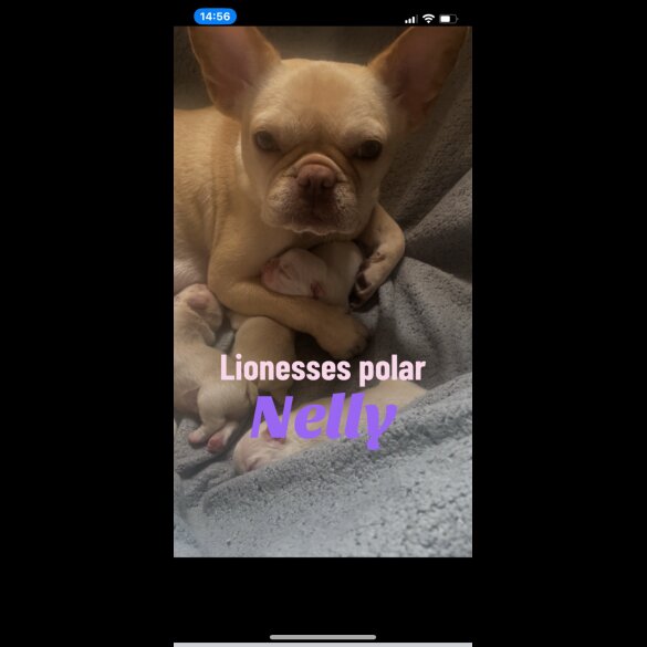 French Bulldog - Both