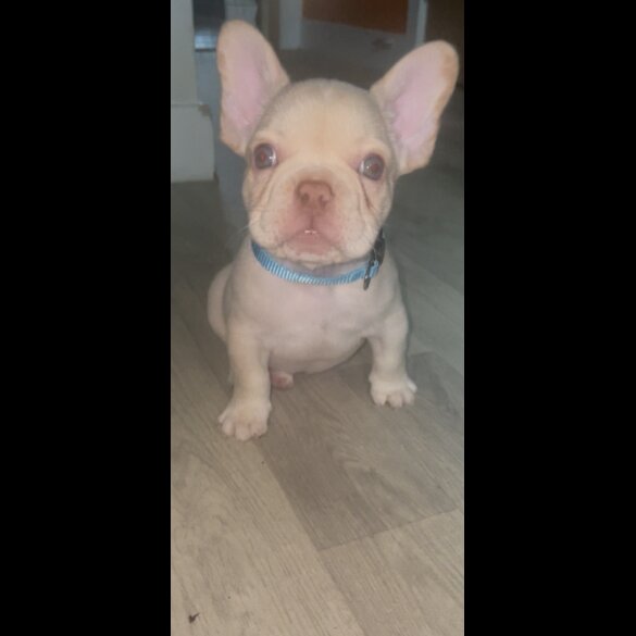 French Bulldog - Both
