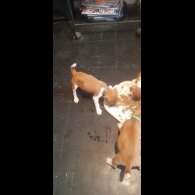 Plummer Terrier - Bitches