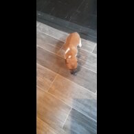 Plummer Terrier - Bitches