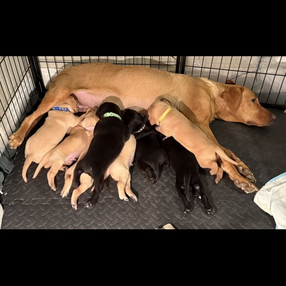 Hungarian Vizsla - Dogs