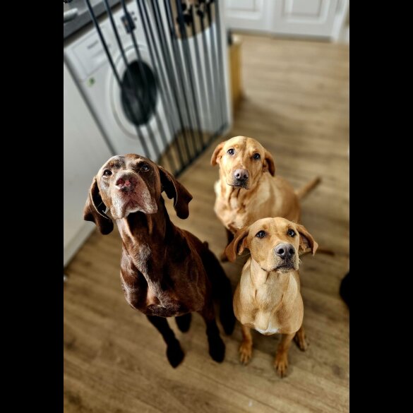 Hungarian Vizsla - Dogs