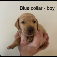 Hungarian Vizsla - Dogs