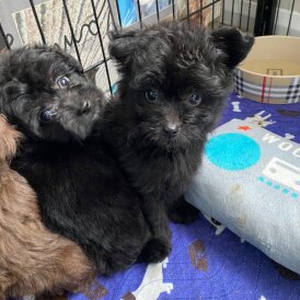 Pomapoo - Both