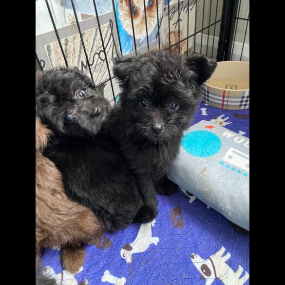 Mixed Breed - Dogs