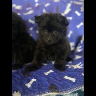 Mixed Breed - Dogs