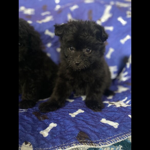 Mixed Breed - Dogs