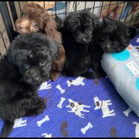 Mixed Breed - Dogs