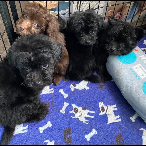Mixed Breed - Dogs
