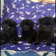 Mixed Breed - Dogs