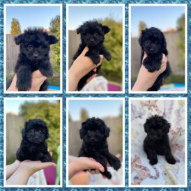 Pomapoo - Both