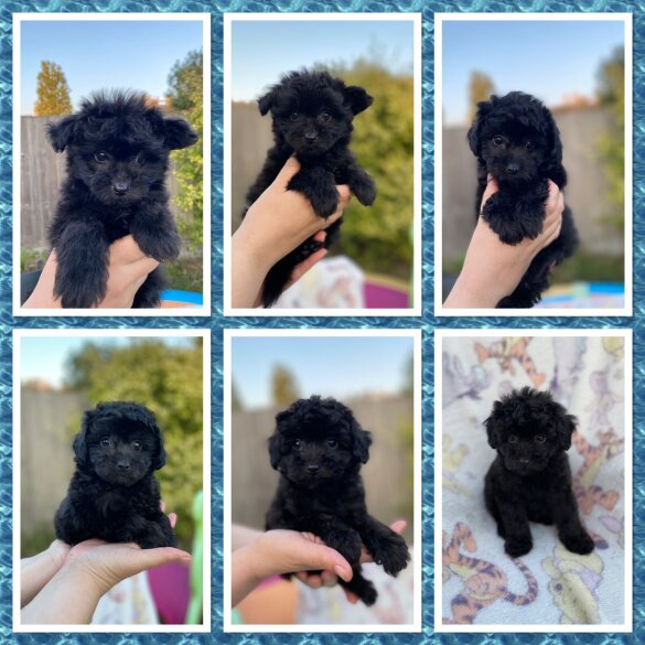 Mixed Breed - Dogs