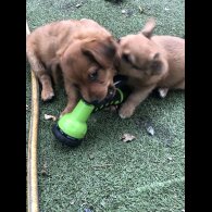 Pomchi - Both