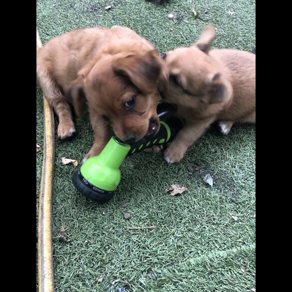 Pomchi - Both
