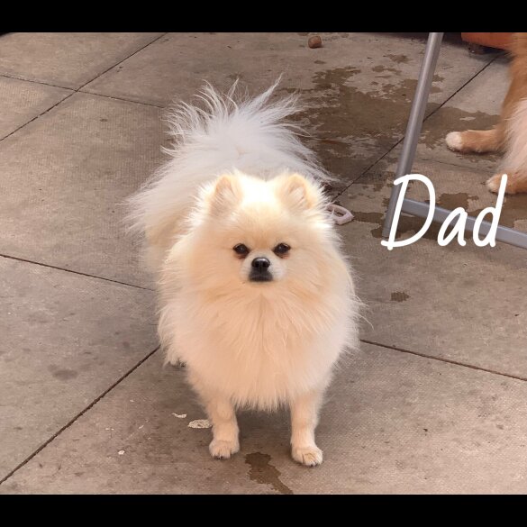 Pomeranian - Both