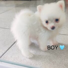 Pomeranian - Both
