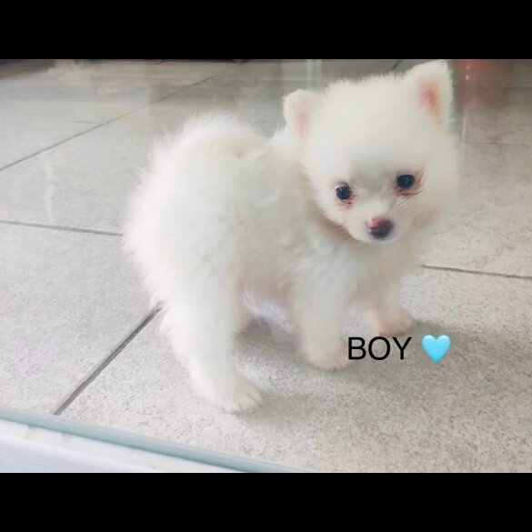 Pomeranian - Both