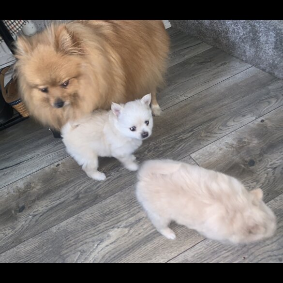Pomeranian - Both