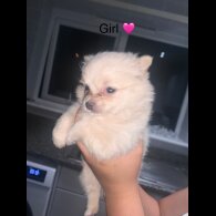 Pomeranian - Both