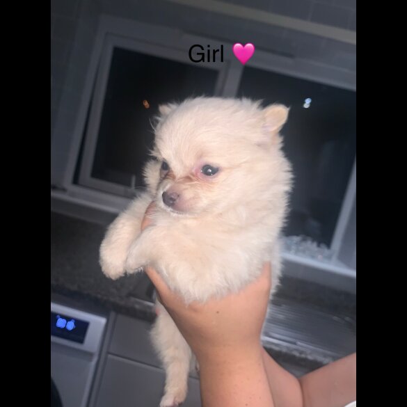 Pomeranian - Both