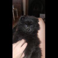 Pomeranian - Both