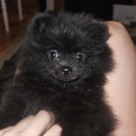 Pomeranian - Both
