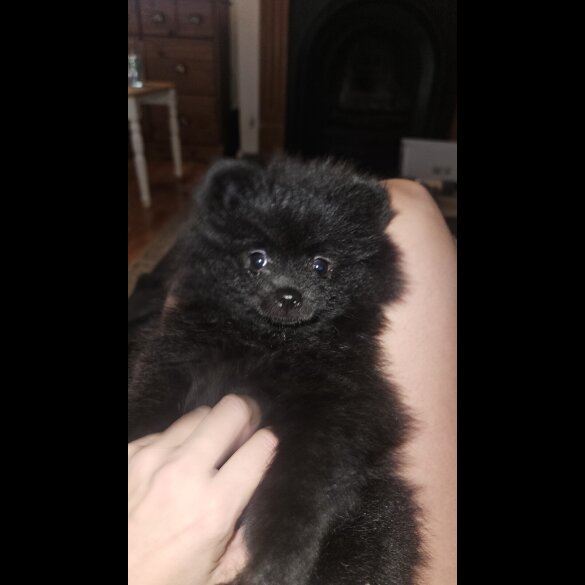 Pomeranian - Both