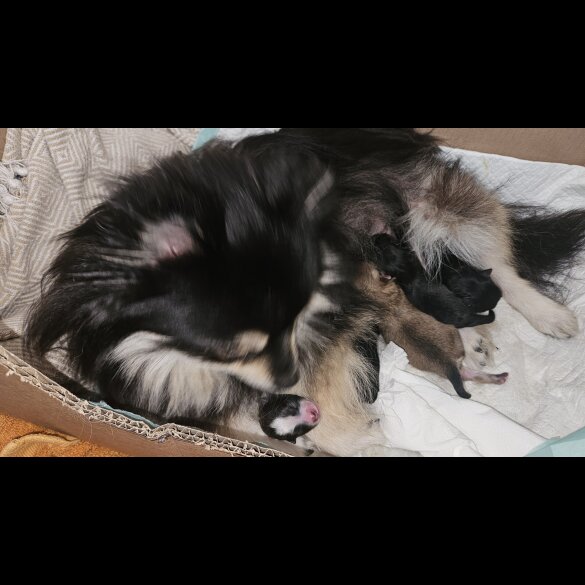 Pomeranian - Both