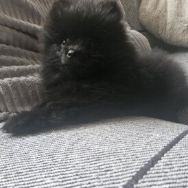 Pomeranian - Both