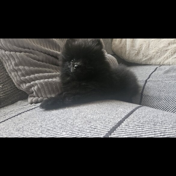 Pomeranian - Both