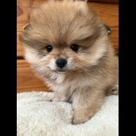 Pomeranian - Both