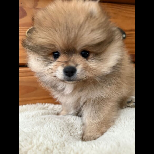 Pomeranian - Both
