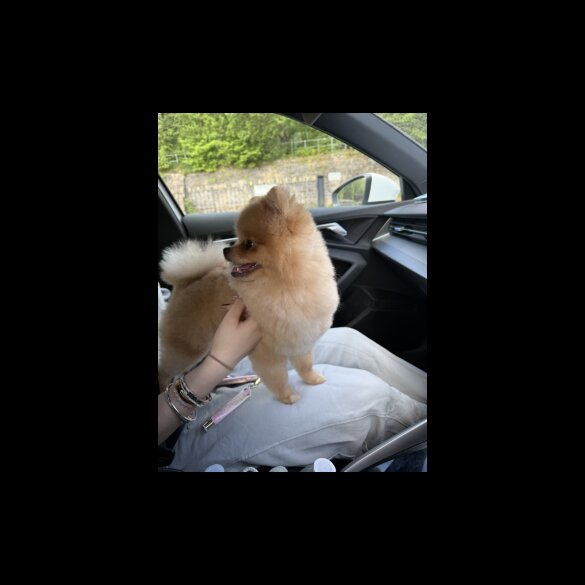 Pomeranian